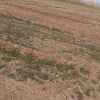 زمین فروشی در برومی