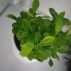 خونه مبله برای مسافران ساعتی