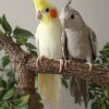 1جفت عروس هلندی