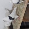 ۳۰تا کبوتر شازده سرخ و مخملی سیاه و سبز و کله دم سبز و گرگی و غیره