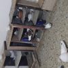 ۳۰تا کبوتر شازده سرخ و مخملی سیاه و سبز و کله دم سبز و گرگی و غیره