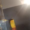 عروس هلندی مولد سالم
