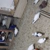 ۳۰تا کبوتر شازده سرخ و مخملی سیاه و سبز و کله دم سبز و گرگی و غیره
