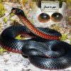 مهره مار اصل بشرط عمده وتک