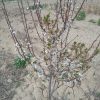 فروش باغ جوان سه چهار ساله