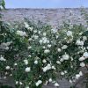 خانه باغ 501 متری توافقی در والش آباد