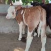 خریدوفروش انواع گوساله های نروماده پرواری وداشتی