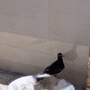 قره سیاه