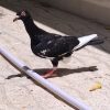 قره سیاه