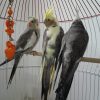 عروس هلندی