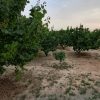 باغ ویلا باغچه