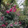اجاره ویلا دو بلکس دو خوابه روزانه/هفتگی