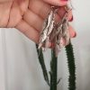 تعدادی نقره ی ۹۲۵