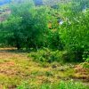 زمین و باغ برای سرمایه گذاری و ساخت و ساز