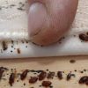 سمپاشی سوسک وساس وغیره