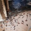 سمپاشی سوسک وساس وغیره