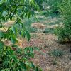 زمین و باغ برای سرمایه گذاری و ساخت و ساز