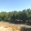 زمین کشاورزی باغ شلیل ۳ساله