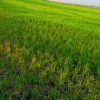 شلب صلخی فروش حضوری و غیر حضوری