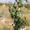 فروش باغ