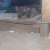 توله سگ ژرمن ومالی نویز ارسالی