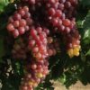 فروش باغ مثمر به متراژ ۳۰۰۰۰ متر در گرمدره کرج