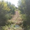 زمین کشاورزی باغ شلیل ۳ساله