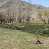 فروش زمین باغی و کشاورزی