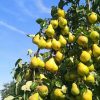 فروش باغ میوه صادراتی در رزکان شهریار