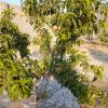 باغچه 300متری