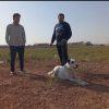 خدمات دامپزشکی در محل زندگی حیوانات خانگی و مزرعه شما