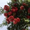 فروش باغ مثمر به متراژ ۳۰۰۰۰ متر در گرمدره کرج
