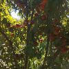 زمین کشاورزی باغ شلیل ۳ساله