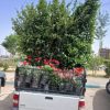 خدمات باغبانی و رسیدگی تخصصی به باغ باغچه ویلا و فضای سبز منزل شما
