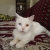 گربه اسکاتیش چشم ها دورنگ