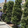 خدمات باغبانی و رسیدگی تخصصی به باغ باغچه ویلا و فضای سبز منزل شما