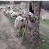 خانه ویلایی روستایی / معاوضه
