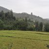 ویلا جنگلی سام