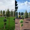 خدمات باغبانی هرسکاری گلکاری متخصص خاک گلدون درسراسر تهران