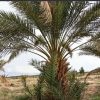 ۸۰۰متر زمین در شهرستان حاجی آباد شهرفارغان روستای میمند