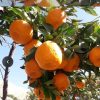 ۸۰۰متر زمین در شهرستان حاجی آباد شهرفارغان روستای میمند