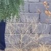 خونه باغ دهقاضی ۸۸قصب با درخت ۳ ساله