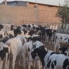 خرید و فروش گوساله سیمینتال با ۲۰ سال سابقه کاری