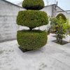 هرس کاری و سم پاشی تخصصی با دستگاه و علف تراشی