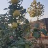 فروش باغچه ۱۰۰۰ متری