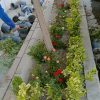 خدمات باغبانی هرسکاری گلکاری متخصص خاک گلدون درسراسر تهران