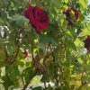 فروش باغچه ۱۰۰۰ متری