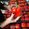 نیروی خانم برای بسته بندی