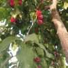فروش باغچه ۱۰۰۰ متری
