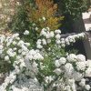 فروش باغچه ۱۰۰۰ متری